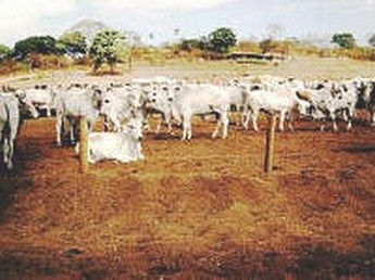 KORY MELBY: AGBR: Brazilian cattle measurement terms in English