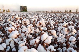 AGBR: Cotton in Brazil