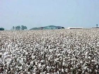 KORY MELBY: BRAZIL AGRICULTURE: MEASUREMENTS FOR COTTON